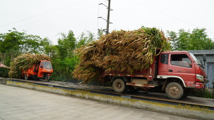 龍孔鎮 “秸”盡所能，推進資源循環利用與生物有機肥料研發